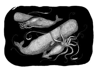 Sperm Whale and Giant Squid