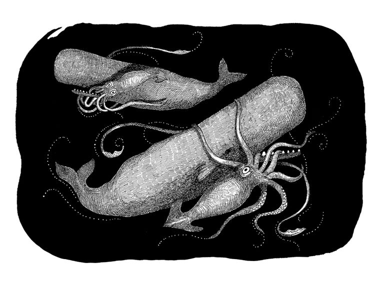 Item #33260 Sperm Whale and Giant Squid. Anneli Skaar